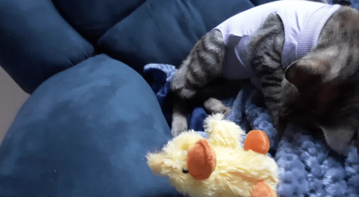 10. "Runa, the pizza shop kitty, is rehabbing from her spay! Nowmycat and Forevermycat. She will never be scared and lonely again."