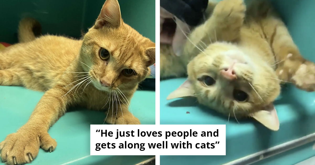 Lonely Shelter Cat Reaches Out For Love, Melting Hearts As He Waits For His Forever Home