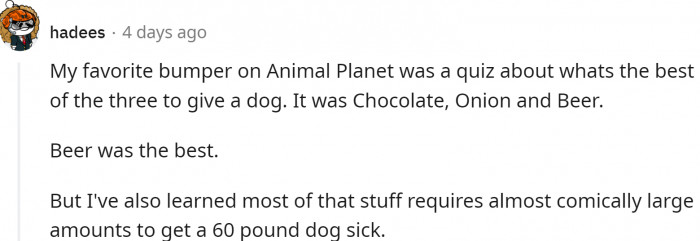 Beer is good, even for dogs: