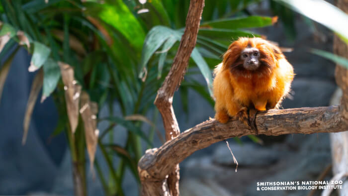 This monkey sitting on a  branch is actually really funny, but more than anything it is actually really cute.