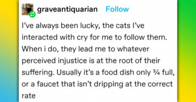 Why Do Cats Do Their "Meow-Yelling" Thing - Tumblr Explains