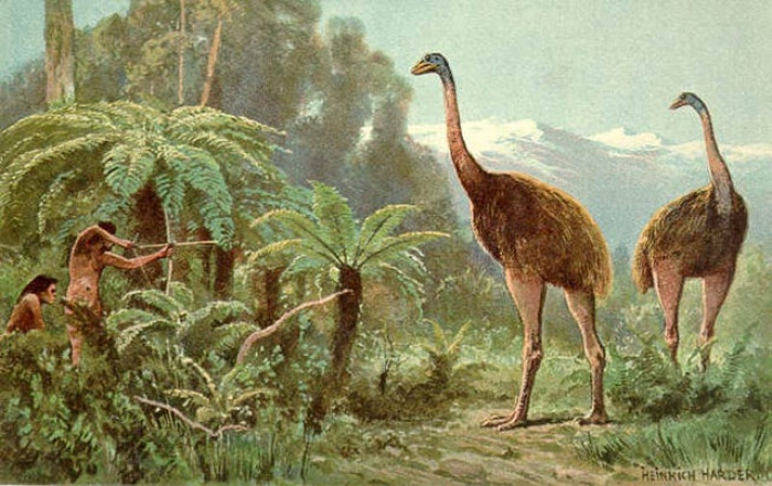 These ostrich-like birds were as tall as 3m but went extinct due to overhunting by the first Polynesian settlers