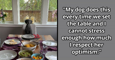 12 Adorable Dogs Whose Main Trait Is Cuteness With A Dash Of Adorable Attitude