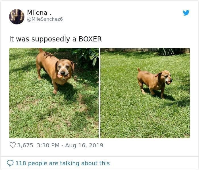 12. When you're told you'll be getting a boxer and then you receive this