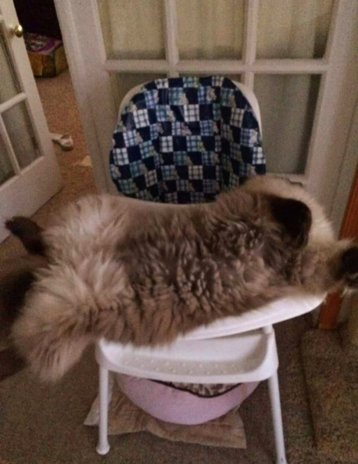 2. "Jack on my grandson's highchair!"