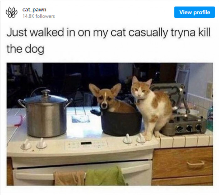 21. When your cat loves you and wants to show it by cooking for you