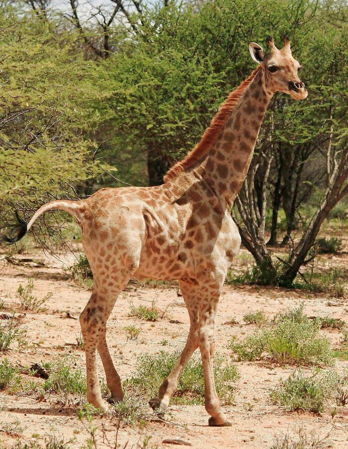 Only two dwarf giraffes have ever been recorded, and this rare individual is one of them. Meet Gimli.