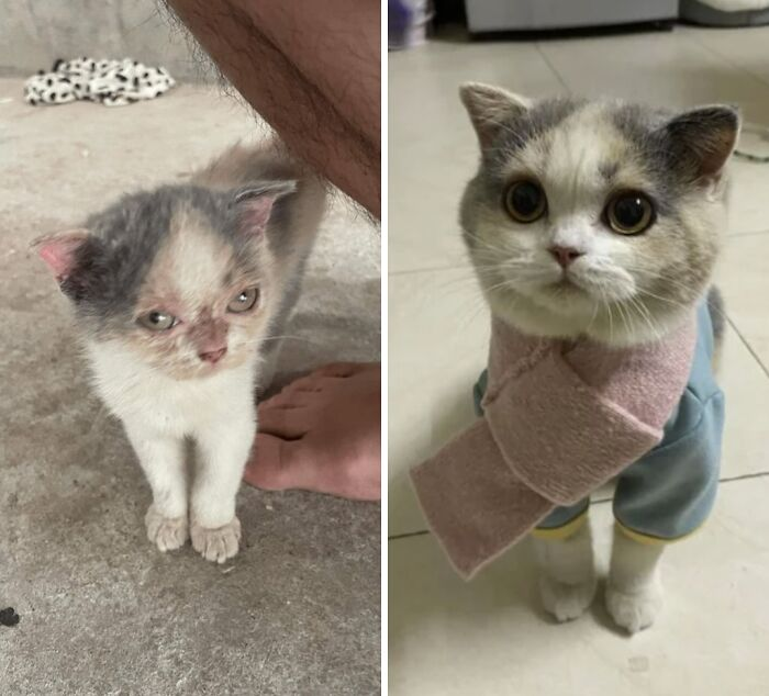 9. Six months after adoption, look at her now