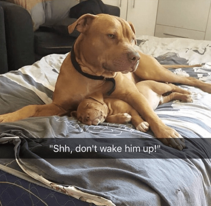 1. Moms, protecting pups since forever