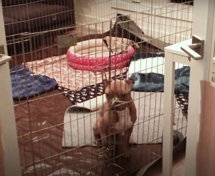 The vet was appalled by his condition and had no choice but to admit him