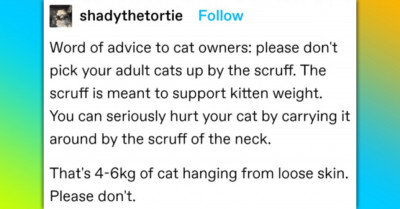 This Interesting Tumblr Thread Is Discussing Whether Adult Cats Should Be Lifted By The Scruff