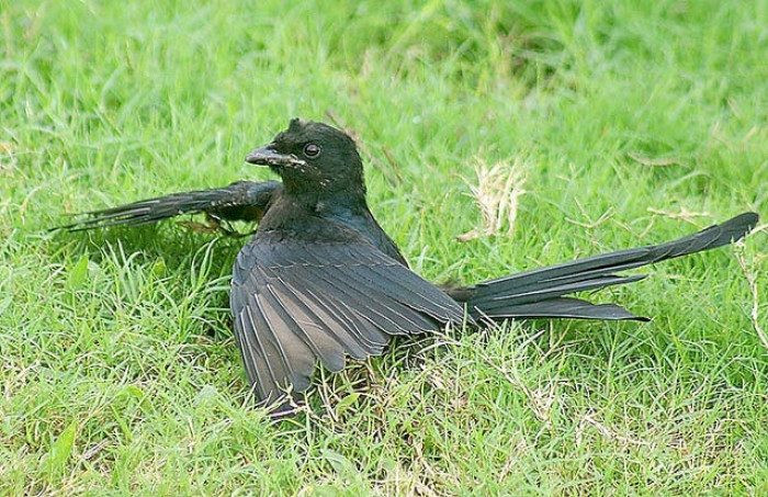 Many bird species purposely get bitten by ants, which release a venom that kills parasites