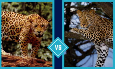 Jaguar vs Leopard: How to Tell Them Apart