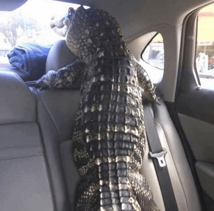 18. How to know if your car's backseat is comfortable.