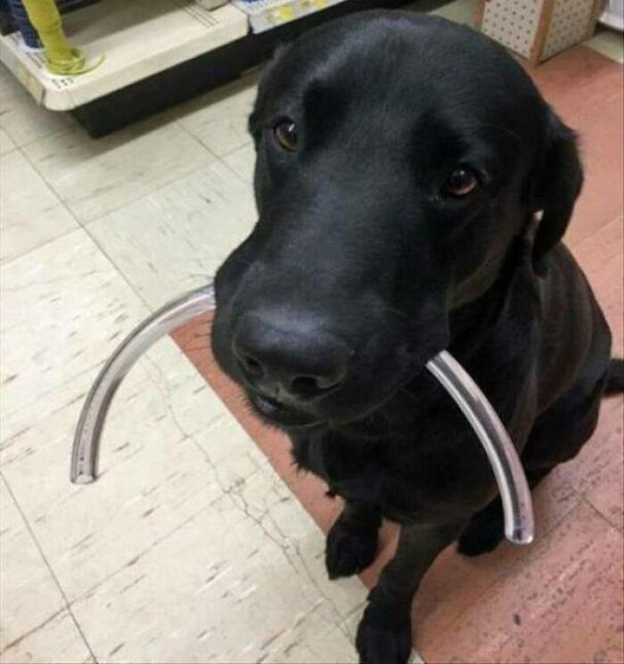 43. This good boi does a good job at assisting customers.