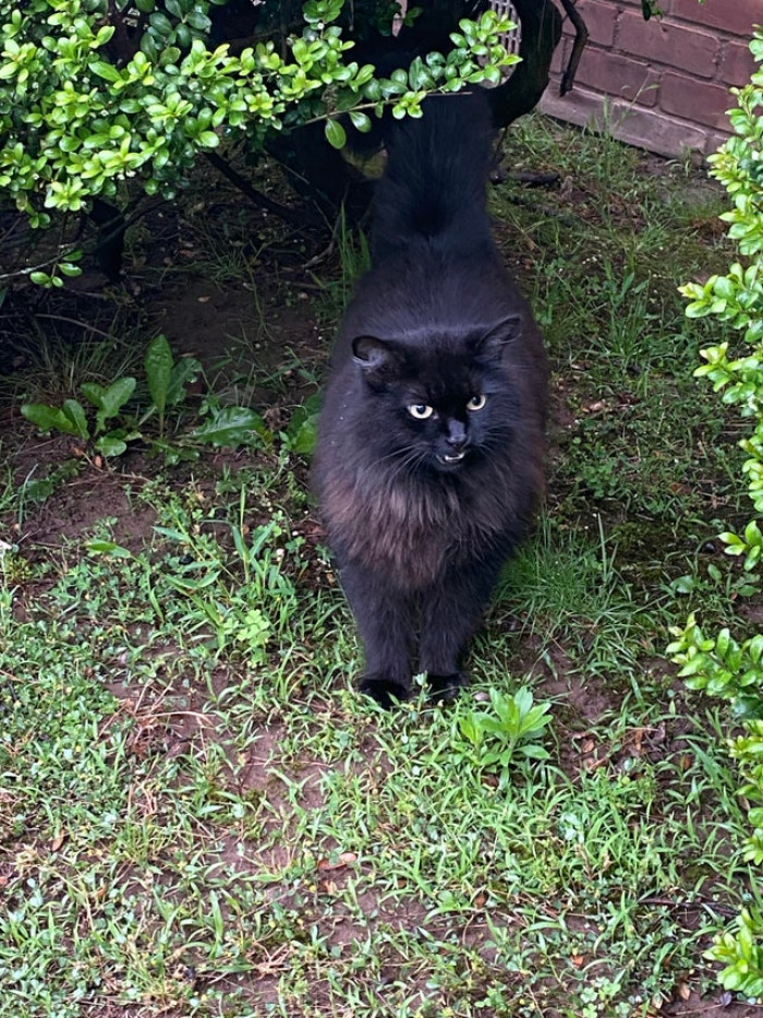 "Not my cat is looking v majestic for 6am"