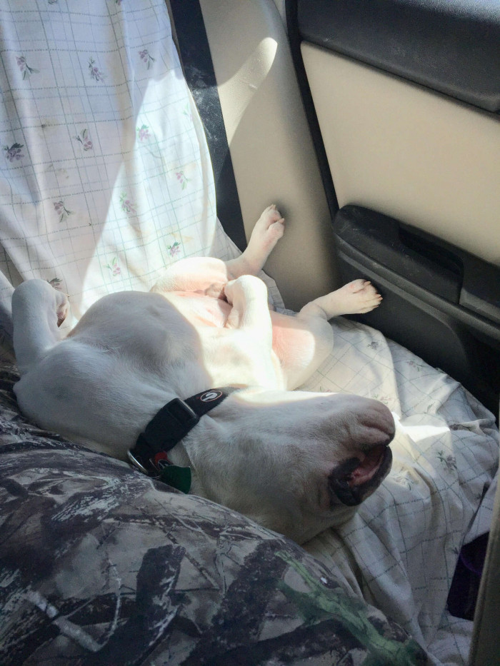 Kirby won't soon forget that wonderful experience. The energetic dog was completely exhausted from all the excitement by the conclusion of that special day.