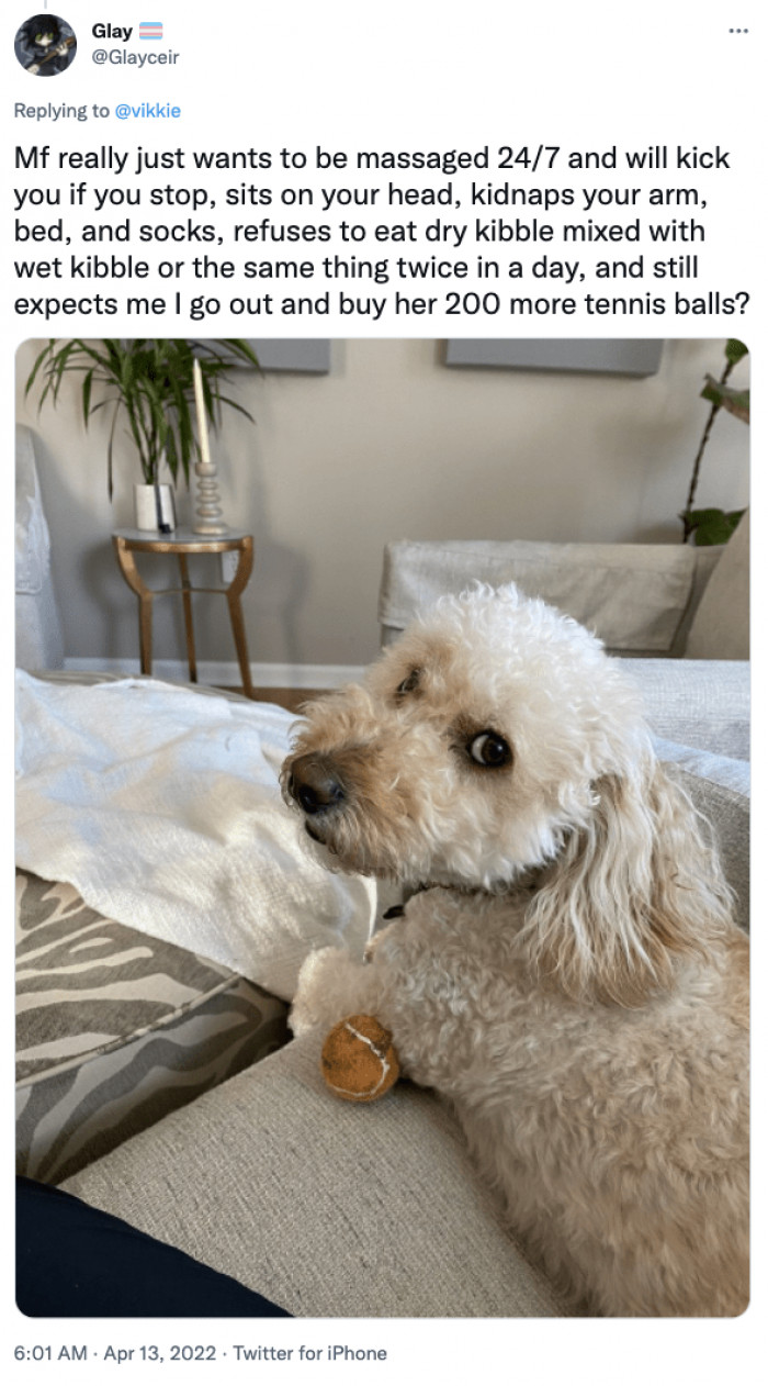 9. What this cute doggo really wants...