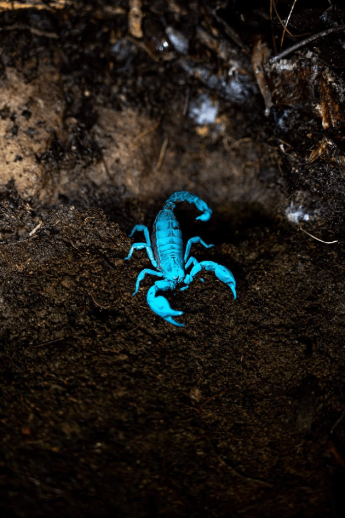 7. Blue scorpions are among the scorpion species that may be kept as pets.