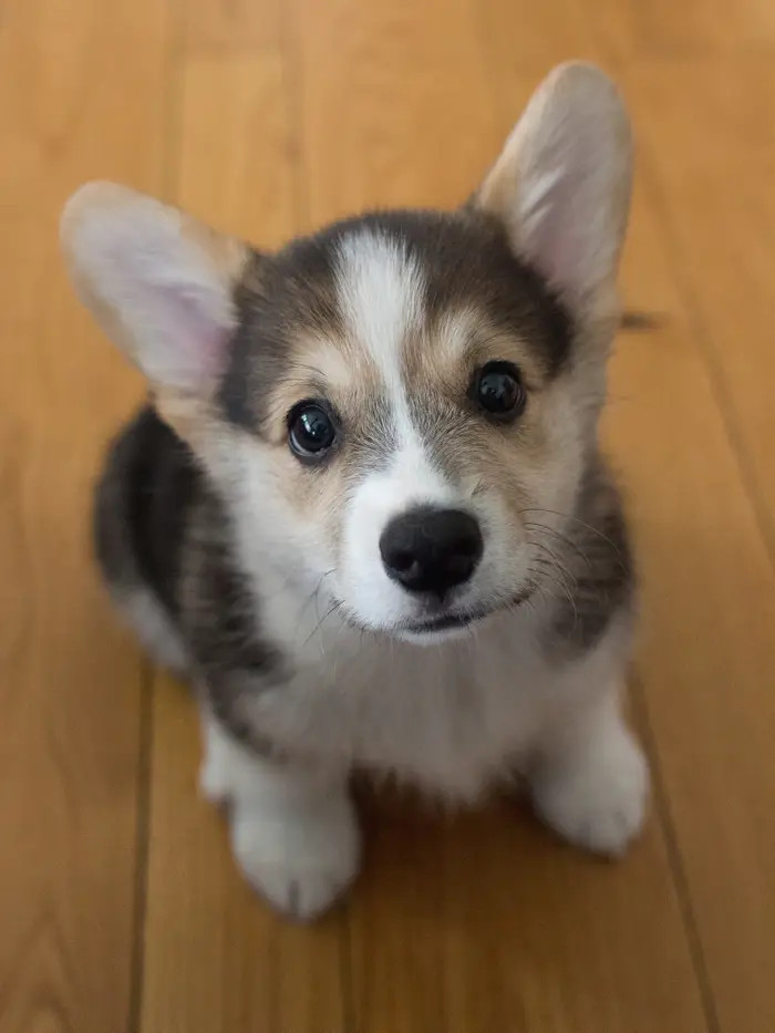 2. It’s right there in all its booping glory.