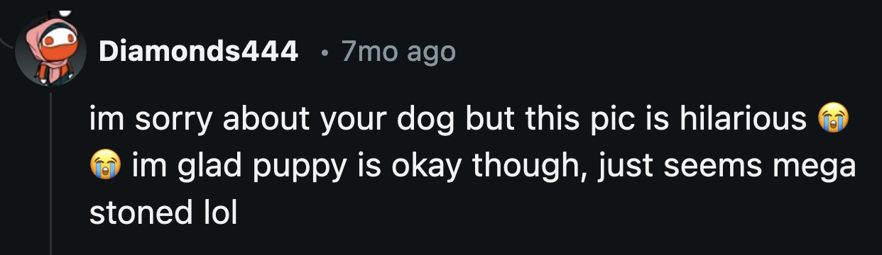 We have a license to laugh at the absolutely ridiculous photo because OP's dog was fine after a very interesting night.