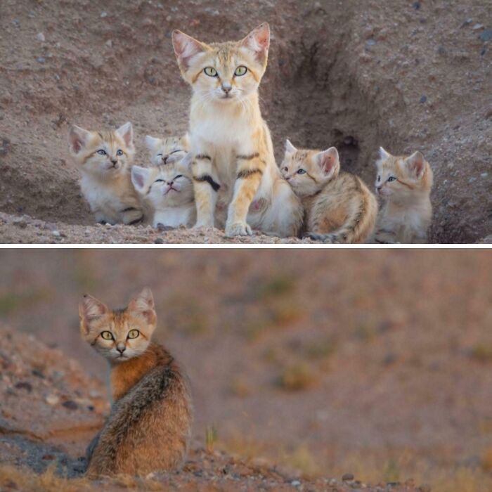 Sand cats are known to shut their eyes when people approach at night, making them incredibly hard to spot, as their sandy fur helps them blend into the desert around them.