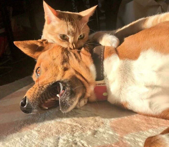 "Dingo Viciously Mauled By Lion"
