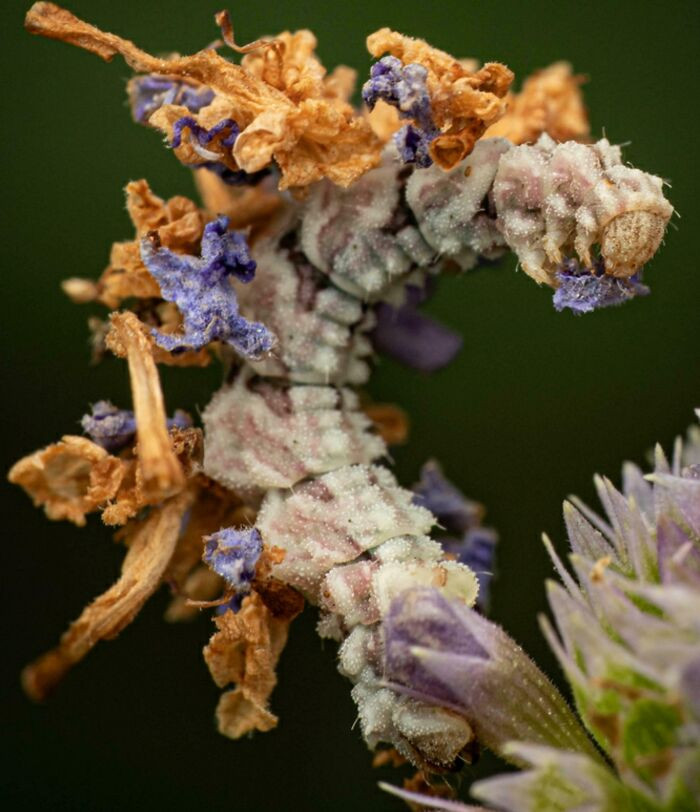 This caterpillar protects itself by making its own camouflage. Using bits of leaves and plant debris, the camouflaged looper blends into its surroundings so well that predators often mistake it for part of the plant.