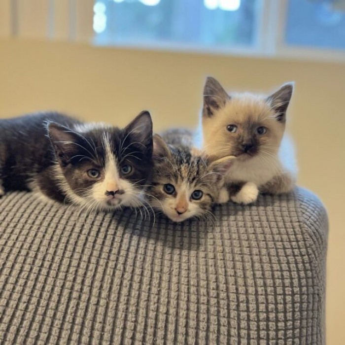 They were kind of ferocious when the Orange County Animal Shelter took them into care.