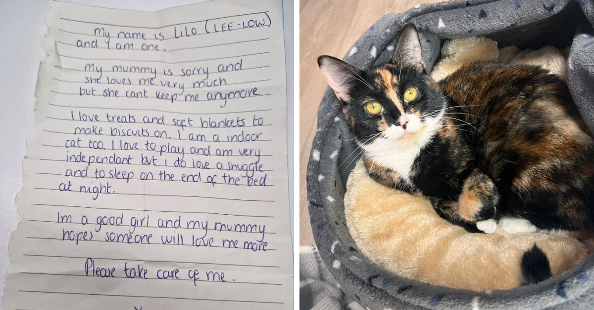 Rescue Team Finds Abandoned Cat With Heartfelt Goodbye Note