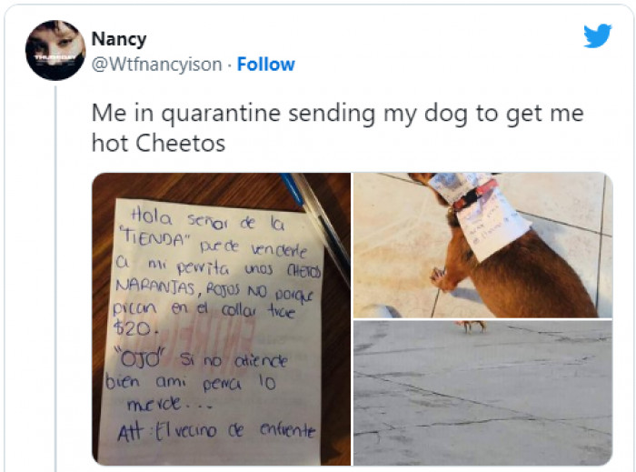 1. This pup was promoted to the coveted position of Hot Cheeto Messenger when their hooman was socially distancing due to the coronavirus: