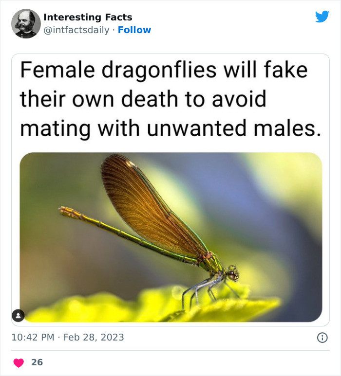 29. Female dragon flies be doing the most