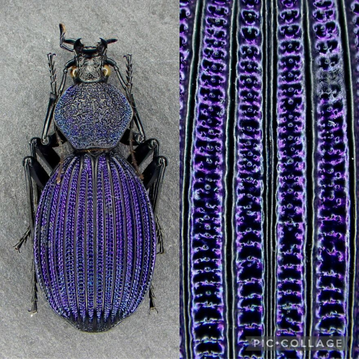 Tefflus Carinatus Violaceus Beetle