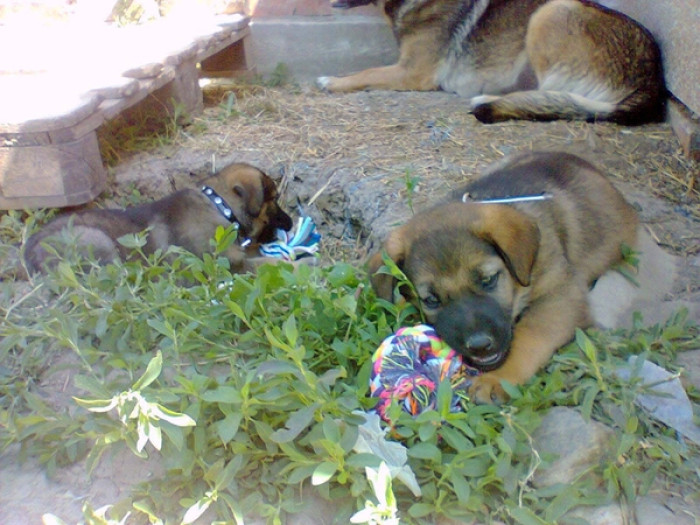 The puppies grew remarkably under Vesna's care, and her yard became an idyllic playground, filled with nourishment and love for them.