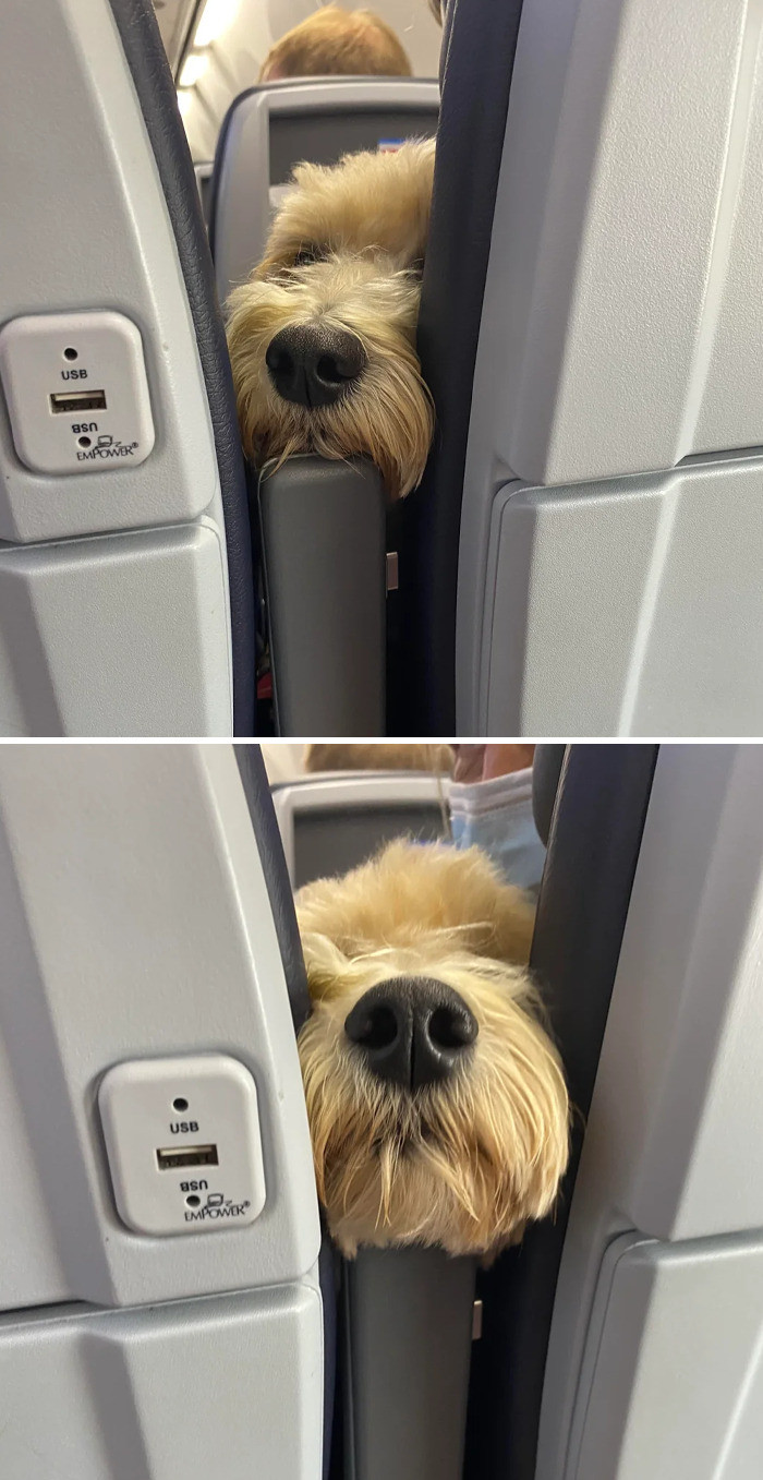 21. Frequent flyer and certified good boy