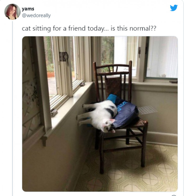 13. Tell me this isn't normal because I'm not understanding anything