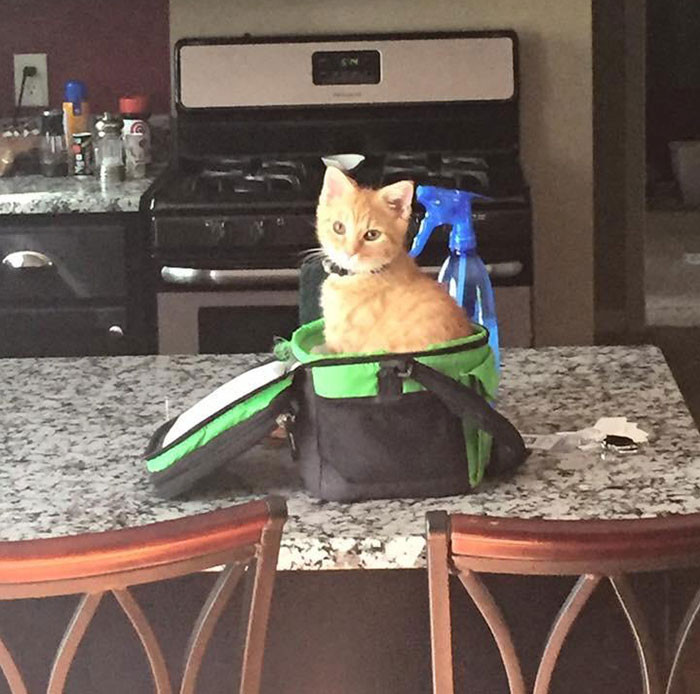 He Knows He's Not Allowed On The Counter, But I Never Said Anything About The Lunchbox