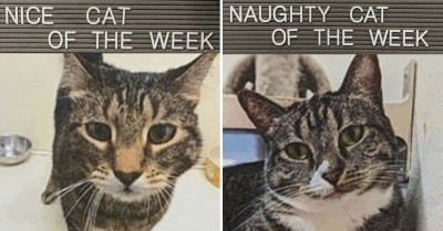 23 Pictures Of Rescue Kitties Who Made It On The Weekly 'Nice & Naughty' Board