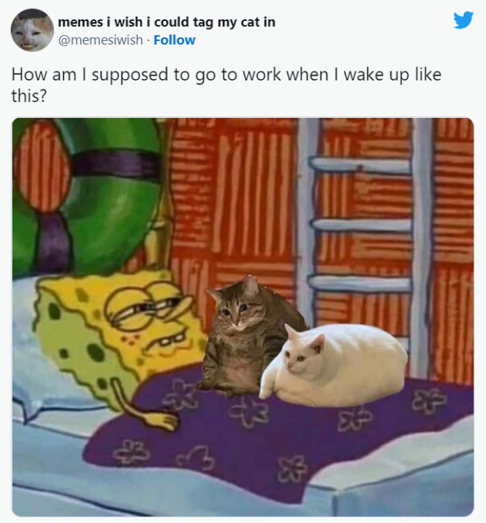 11. Some cats wake you up. Others want to keep you in bed.