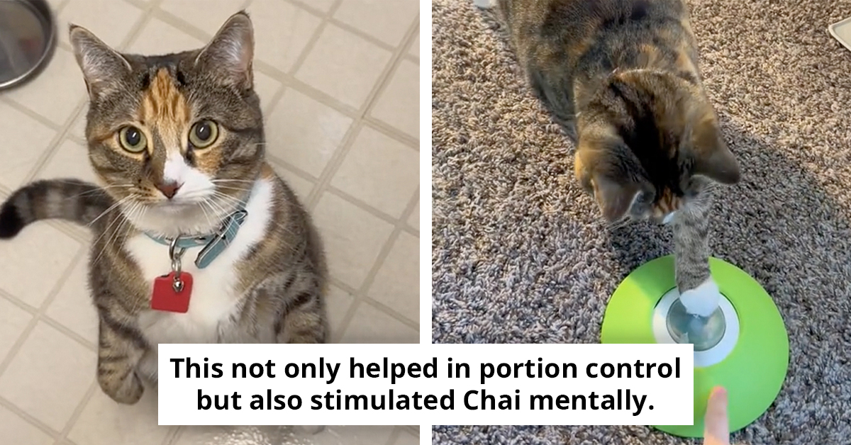 See How This Chonky Cat Got Healthier With A Button and Dispenser