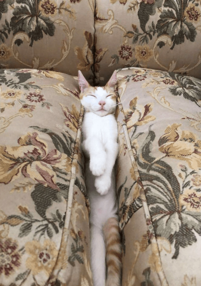 18. You cannot deny cats' love for tight spaces.