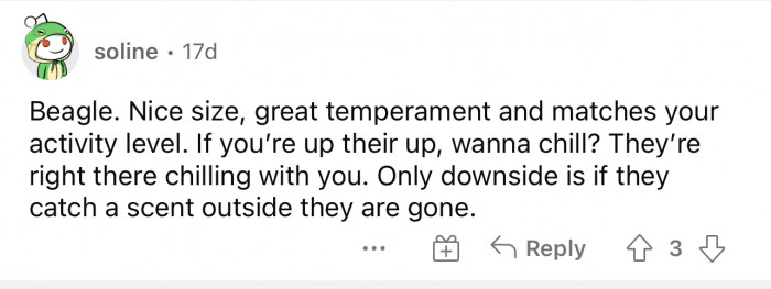 Beagles are great family dogs; they are pretty laid back and down for whatever.