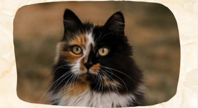 Calico Maine Coon: Colors, Genetics, and What Makes the Pattern Different