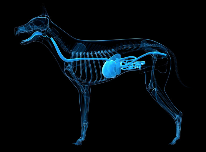 Dogs can't digest gum properly. Feeding it to them is just a bad idea.