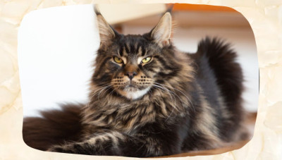 Tortie Maine Coon: Tortoiseshell Colors, Torbies, and the Genetics Behind the Coat