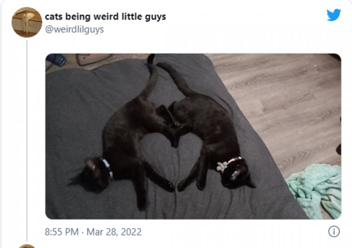 19. The online world has presented us with the best picture ever. Isn't it so cute?