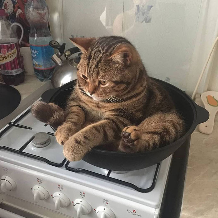 50. Derpy Cat on a Pan