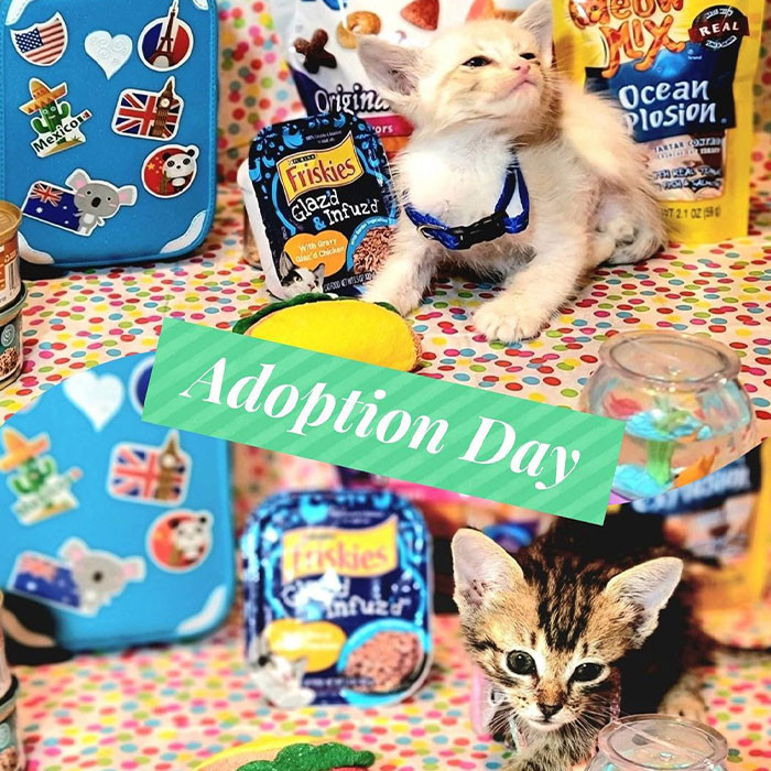 Two out of the thirteen felines have already been adopted and are now in Alexandria, LA. Others are still in line due to checkups.