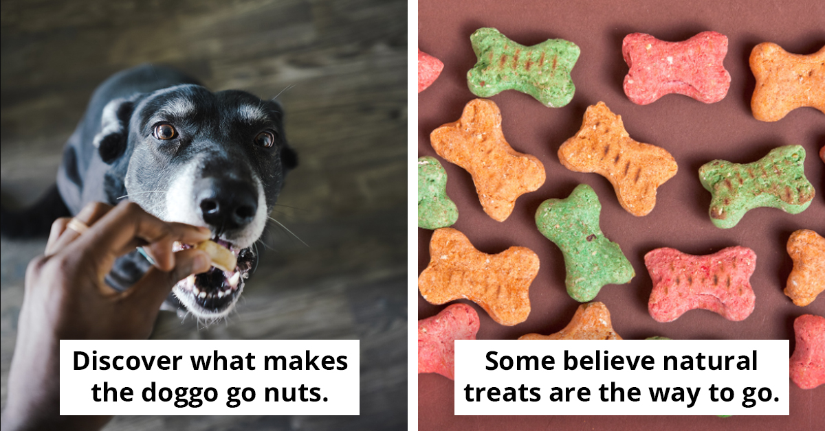 Canine Enthusiasts Share Their Secrets For Training Dogs Unmotivated By Treats