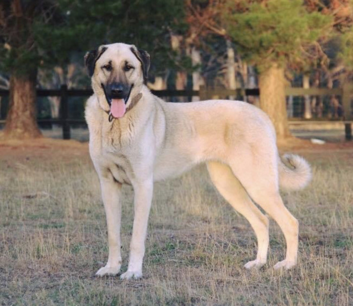 2. Kangal Shepherd